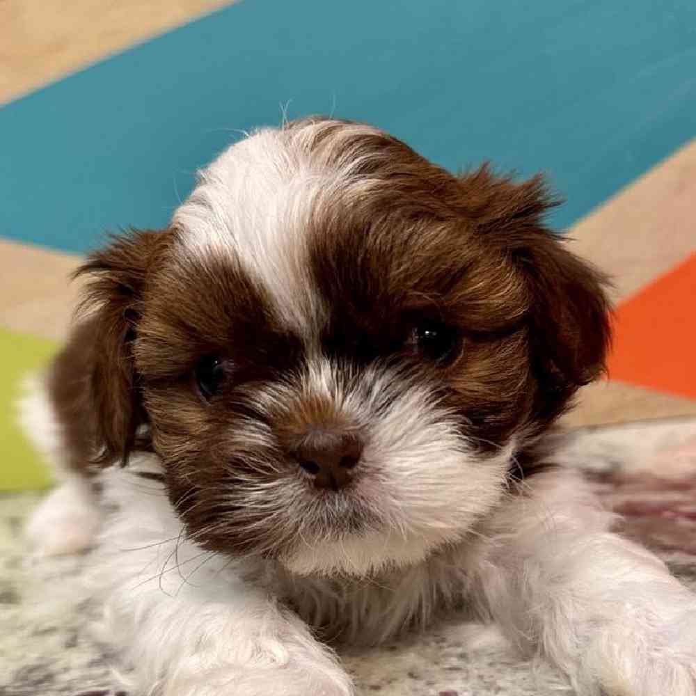 Image of a pet breed in the gallery