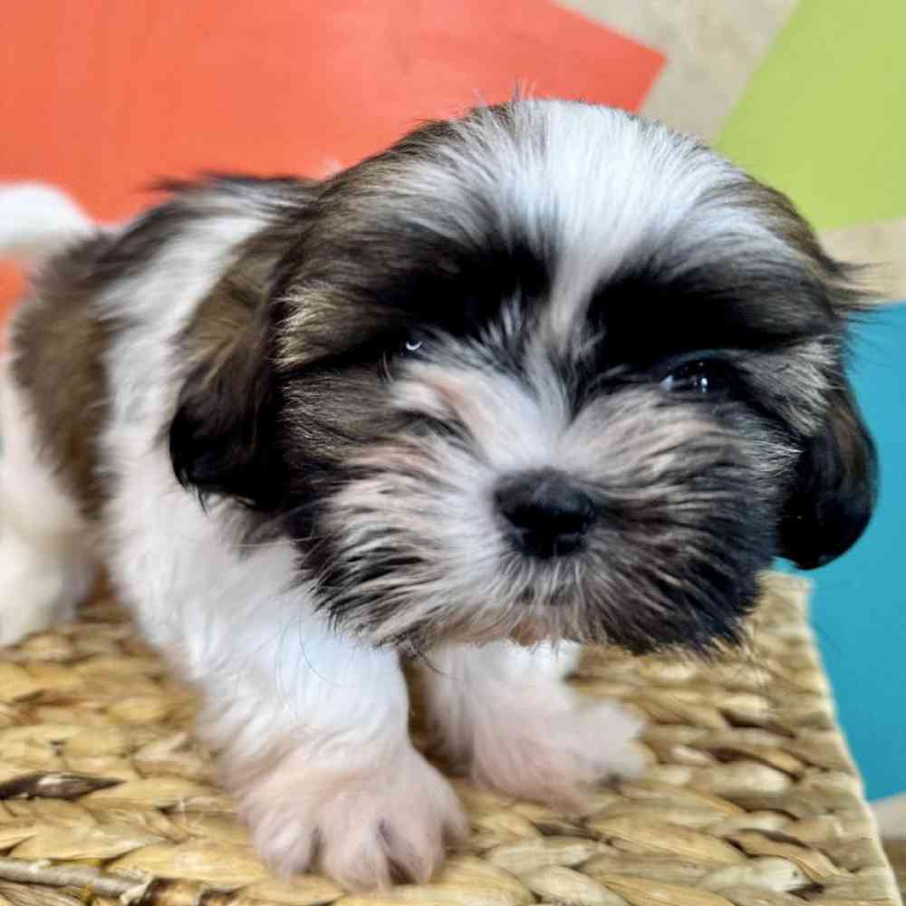 carousel pet images