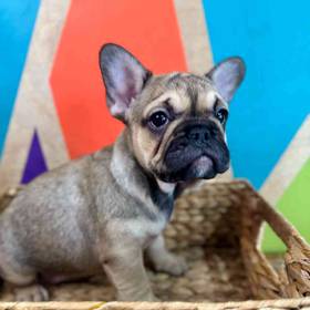 French Bulldog