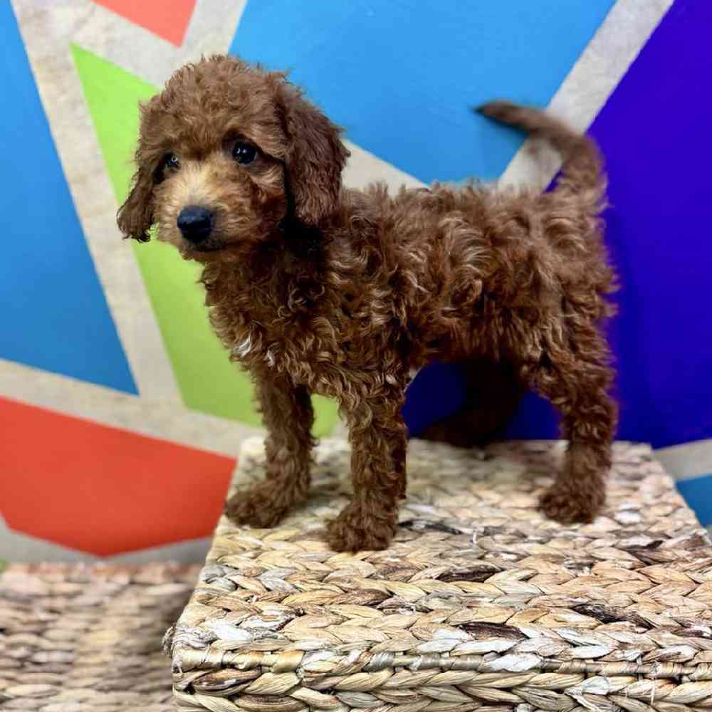carousel pet images