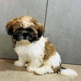 Shih Tzu