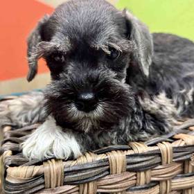 Mini Schnauzer