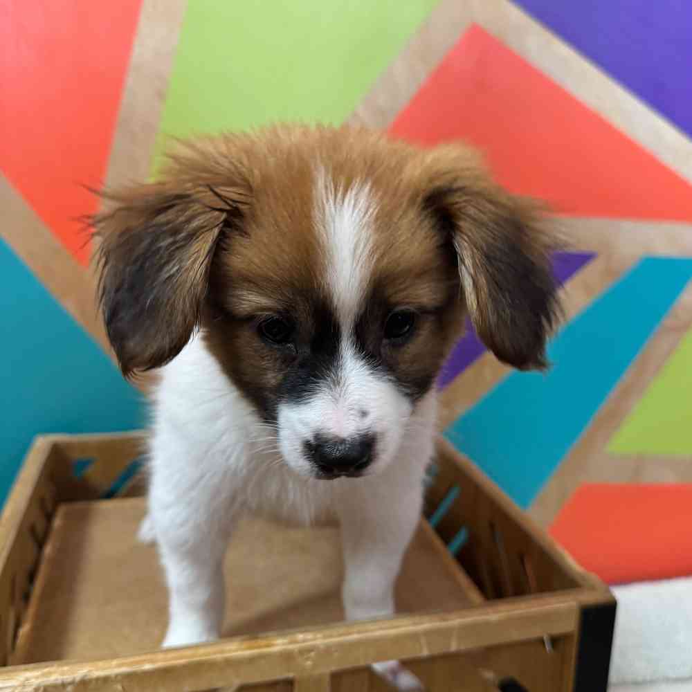 Image of a pet breed in the gallery