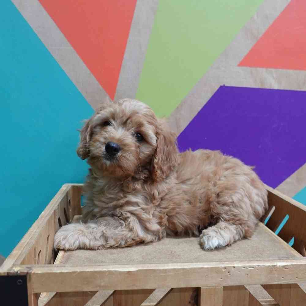 carousel pet images