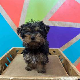 Yorkie