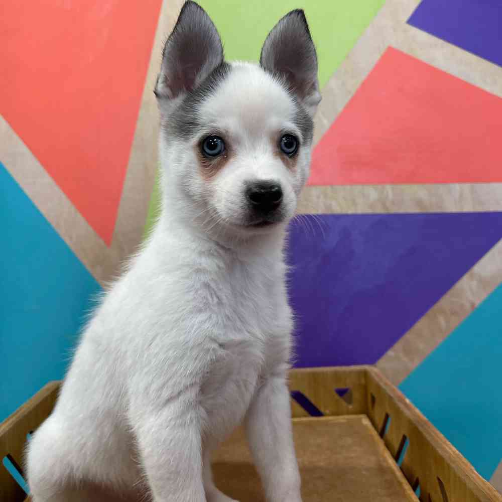 carousel pet images