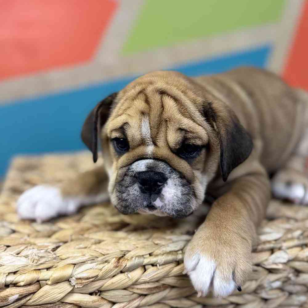 carousel pet images