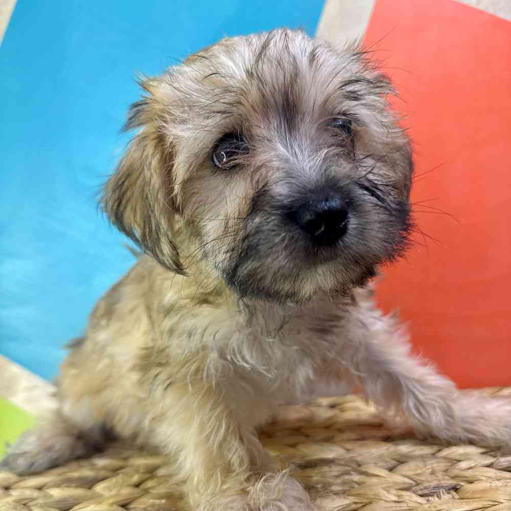 pet breed image