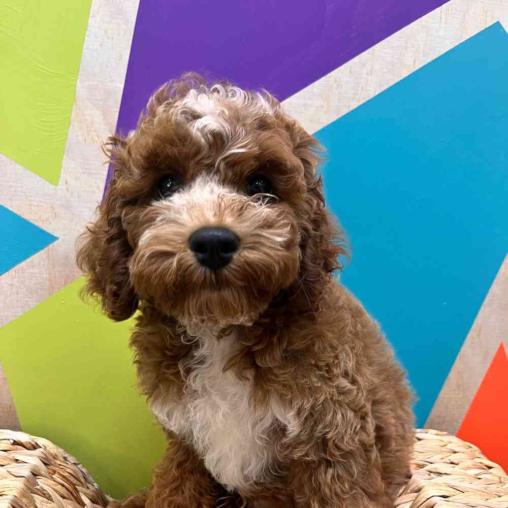 carousel pet images