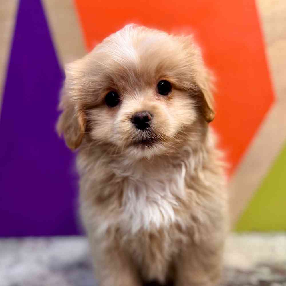 pet breed image