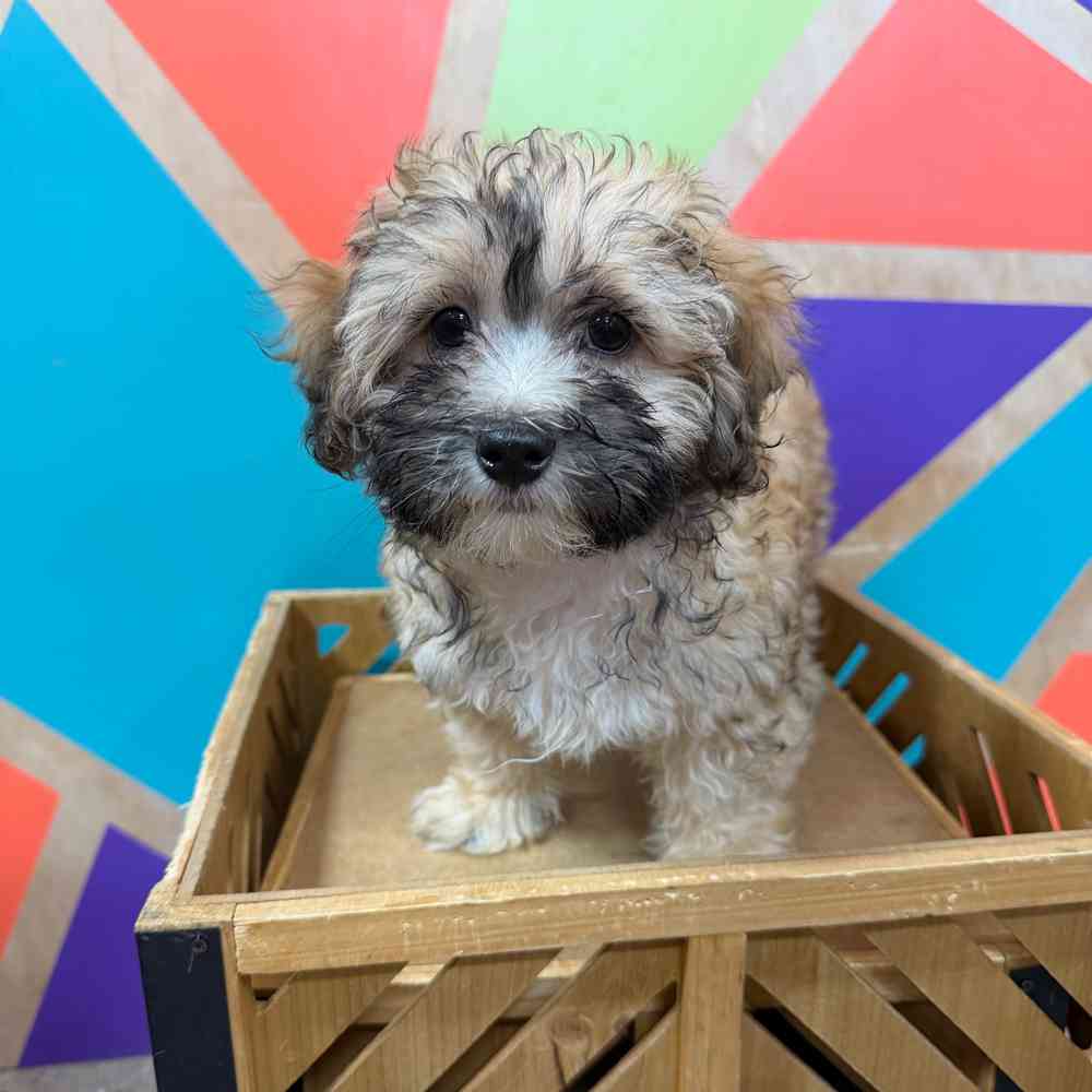 carousel pet images