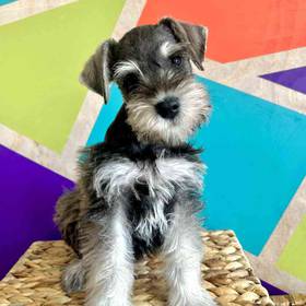 Mini Schnauzer