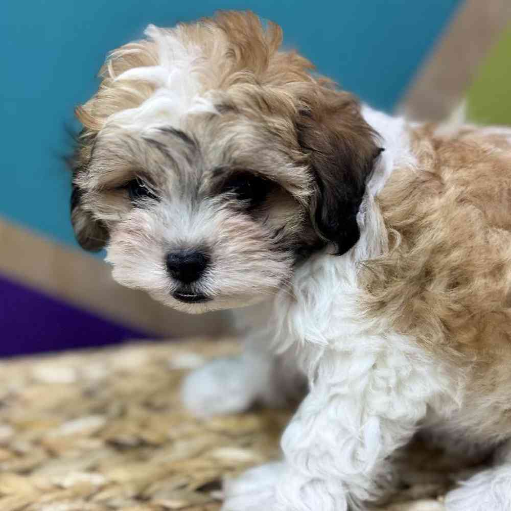 carousel pet images