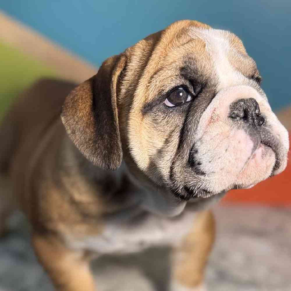 Image of a pet breed in the gallery