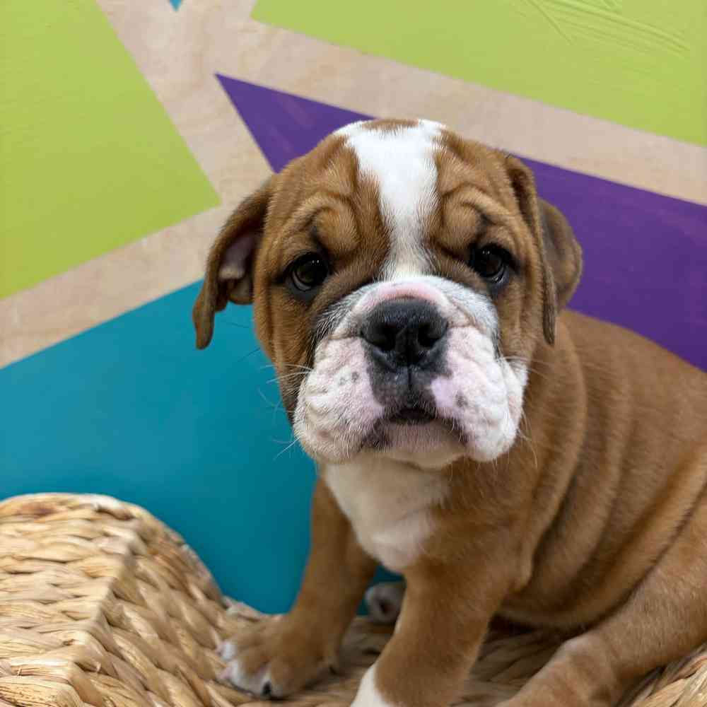 Image of a pet breed in the gallery