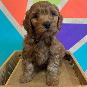 Mini Goldendoodle