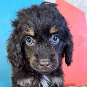 Cockapoo