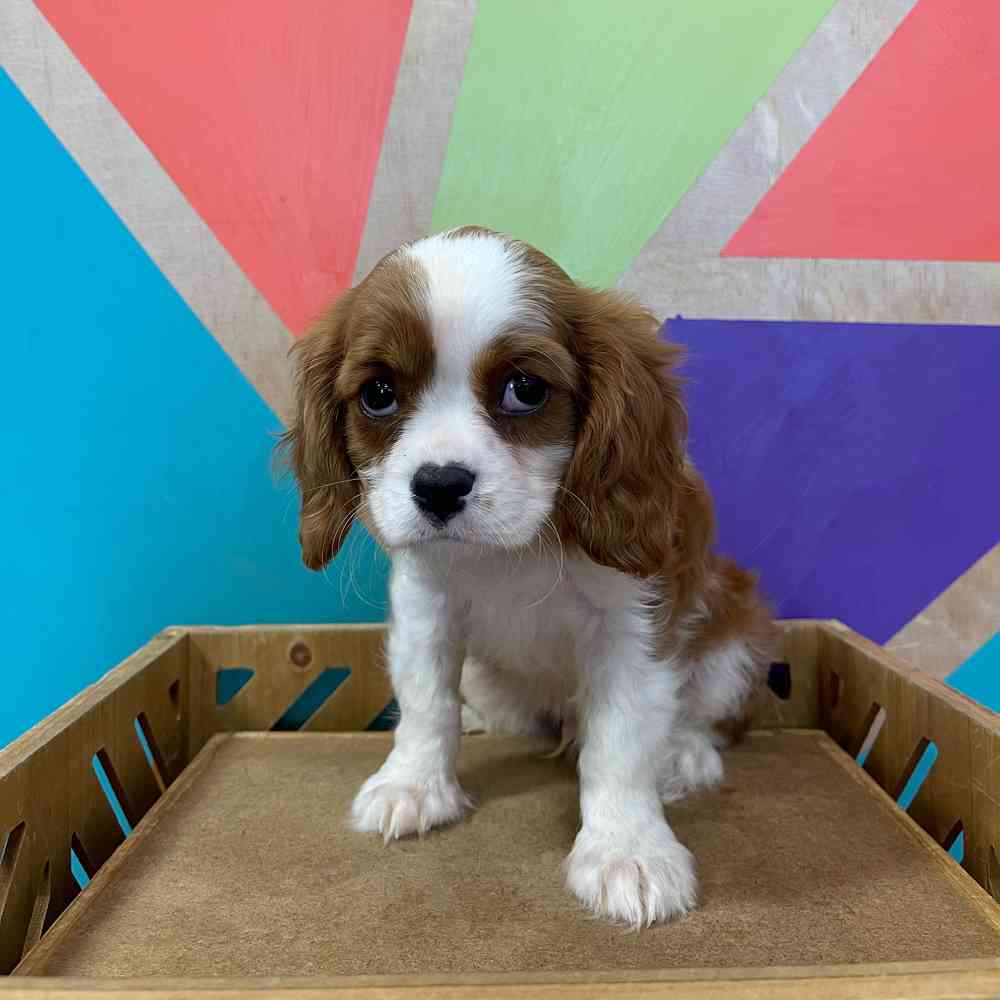 carousel pet images