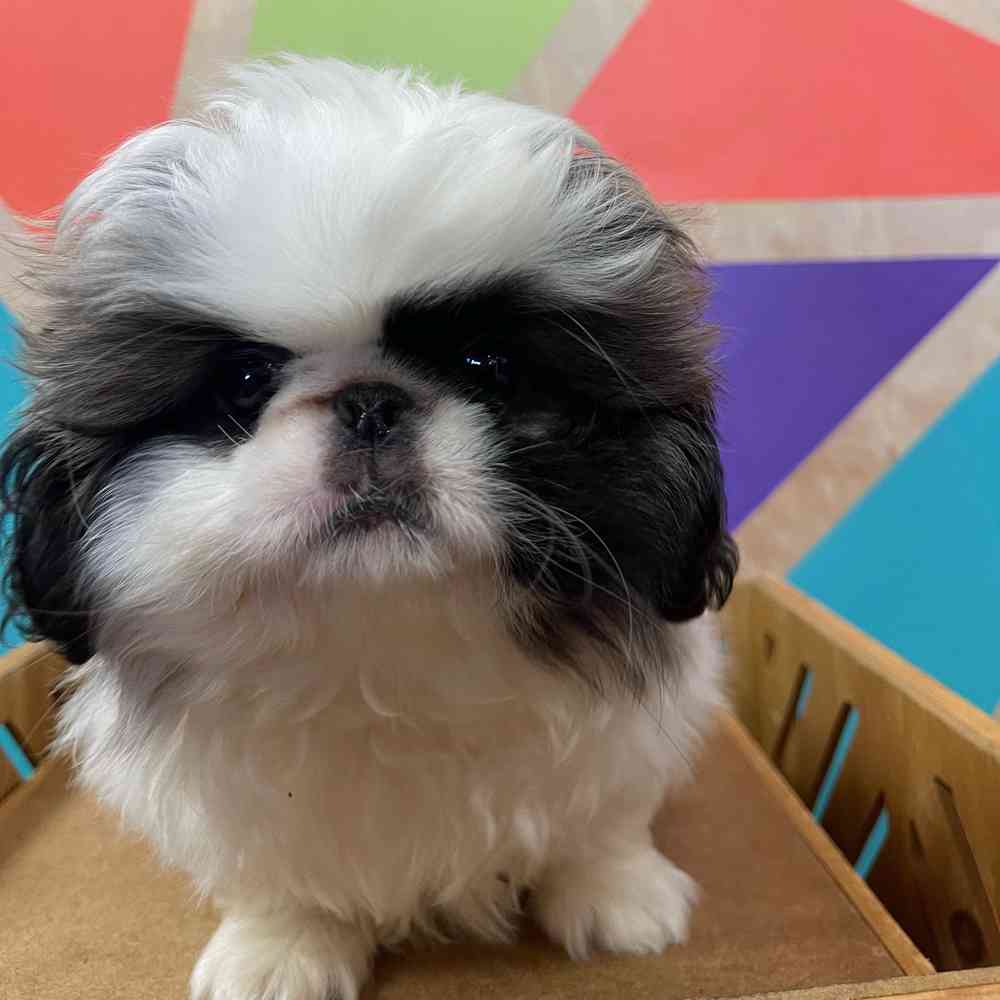 carousel pet images