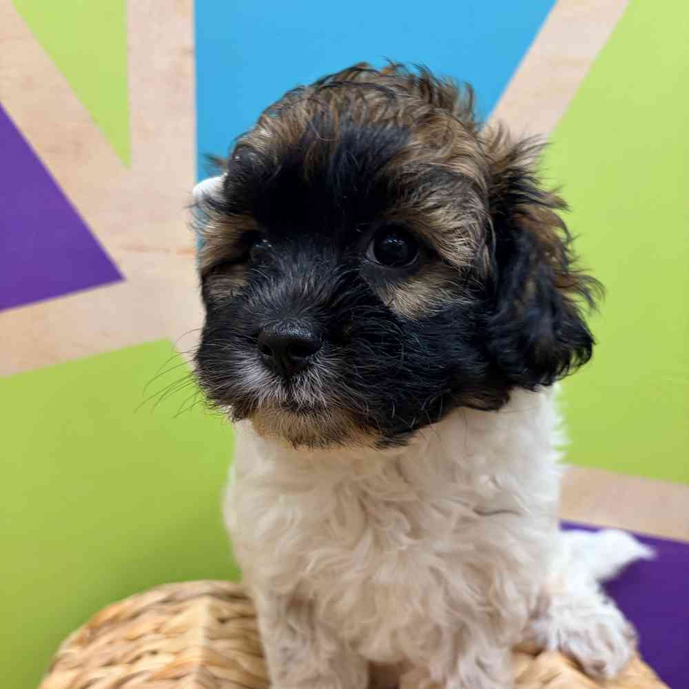 carousel pet images