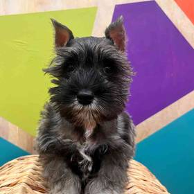 Mini Schnauzer