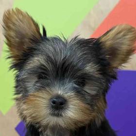 Yorkie