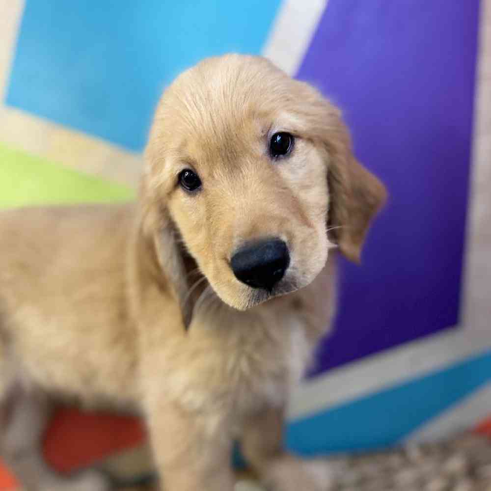 Image of a pet breed in the gallery