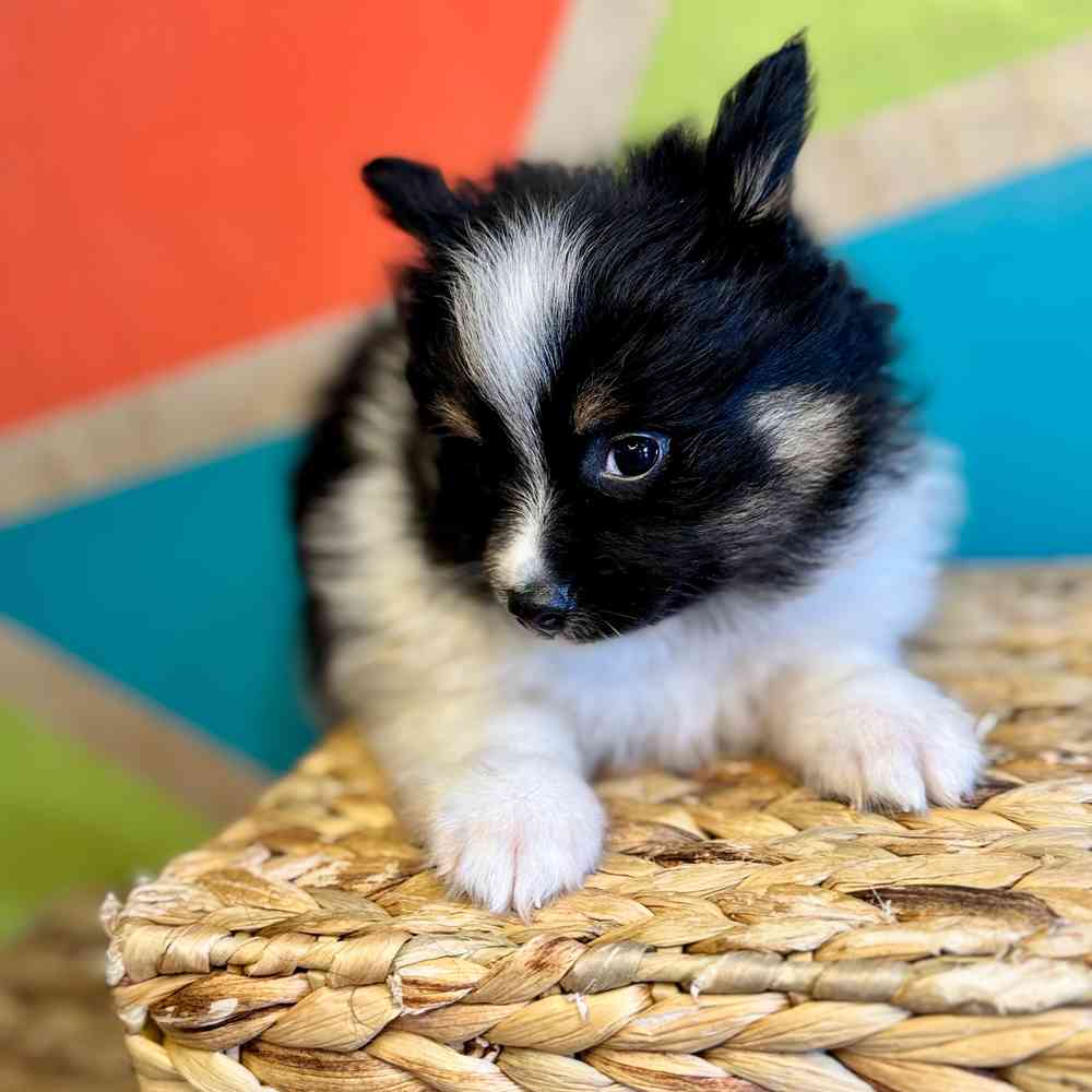 carousel pet images