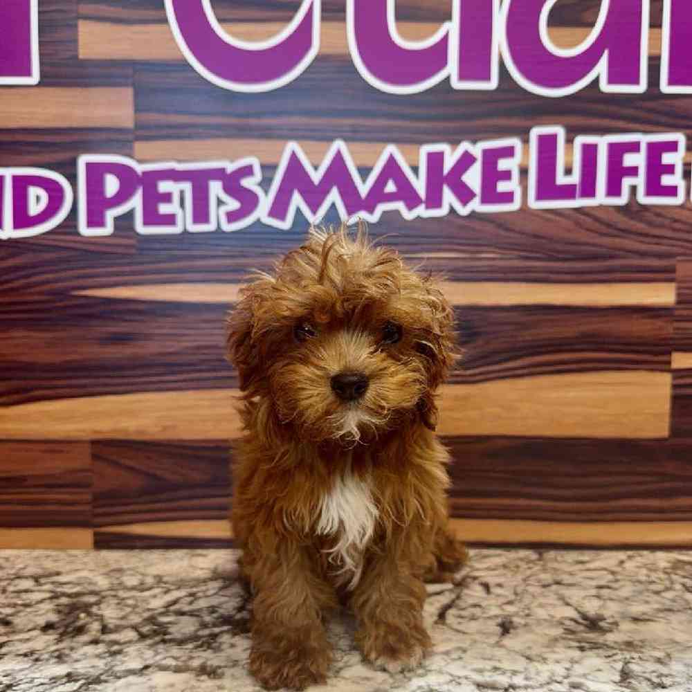 carousel pet images