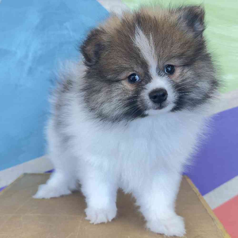 carousel pet images