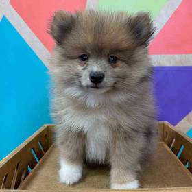 Pomeranian