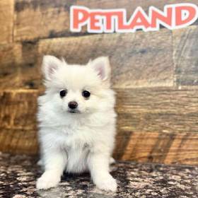 Pomeranian