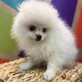 Pomeranian