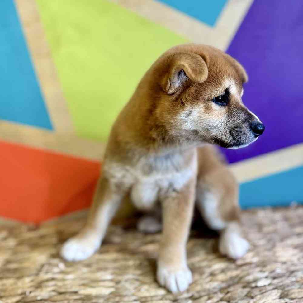carousel pet images