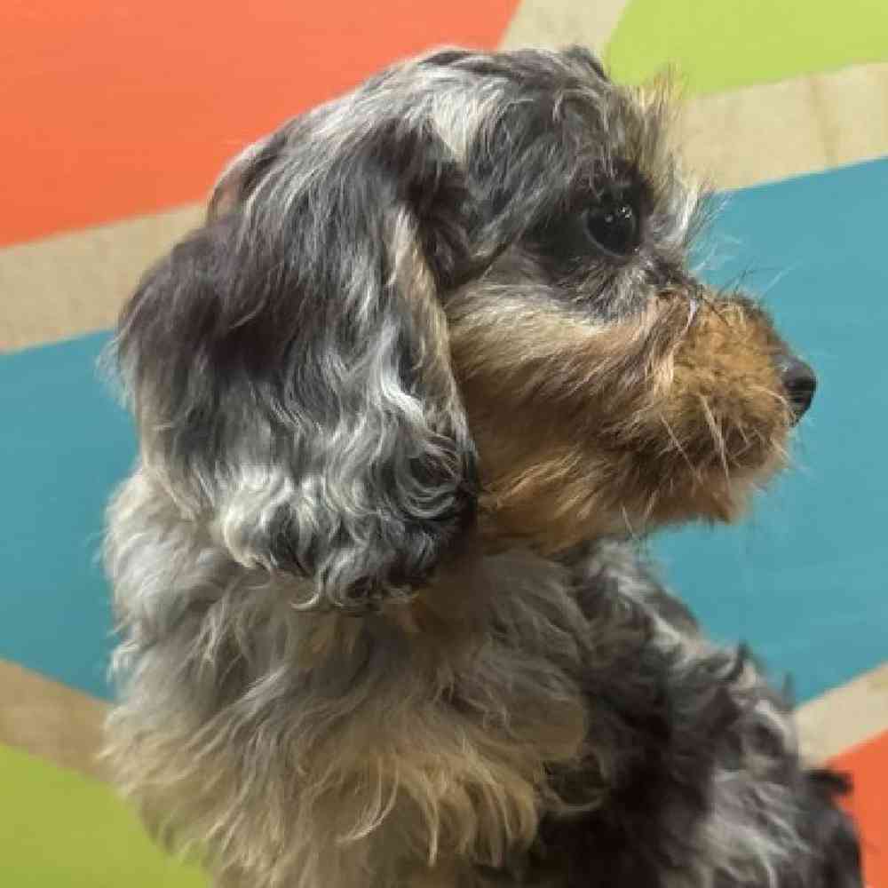 carousel pet images