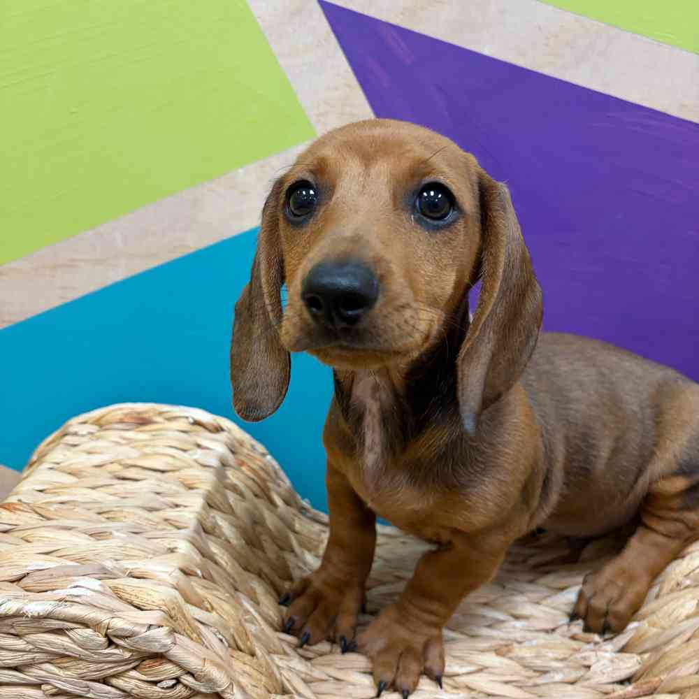 carousel pet images