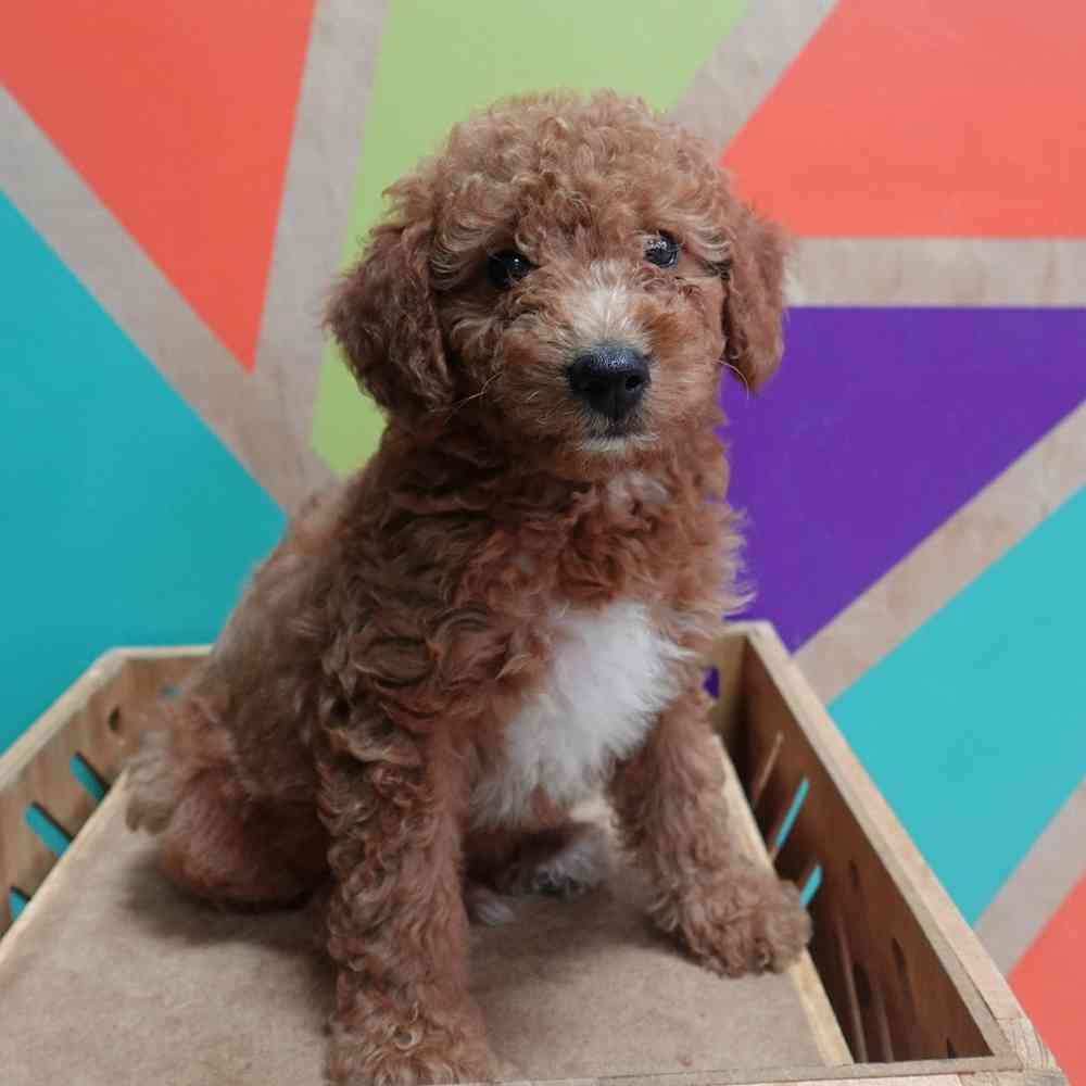Image of a pet breed in the gallery
