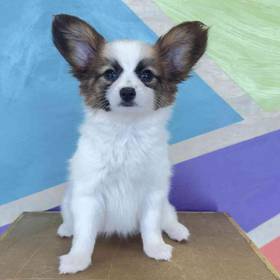 Papillon