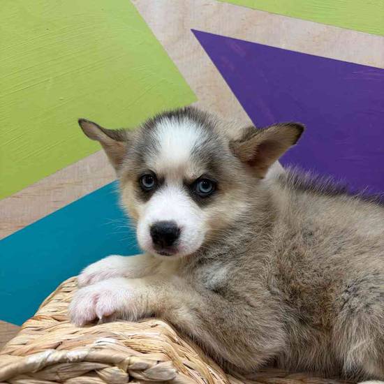 Scout