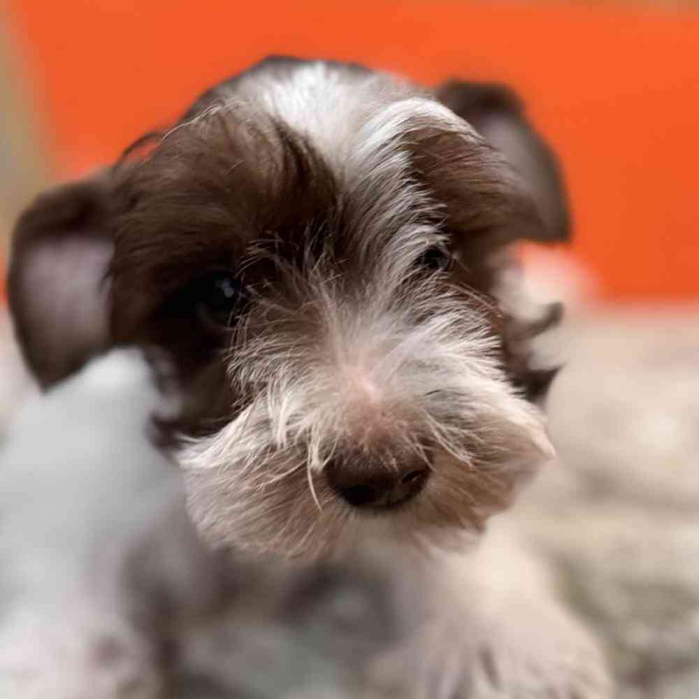 Image of a pet breed in the gallery