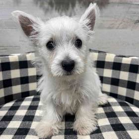 West Highland White Terrier