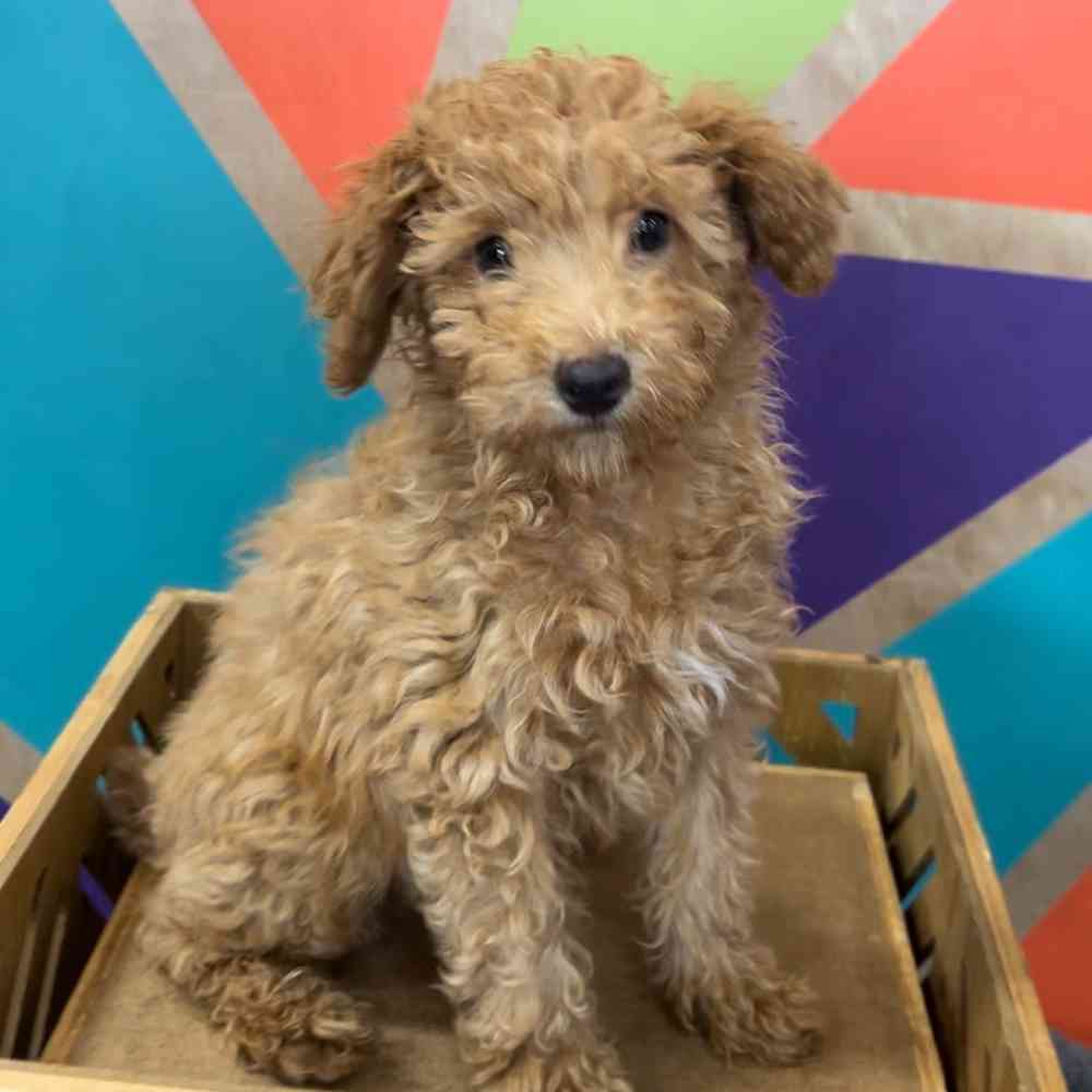 carousel pet images
