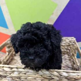 Yorkie-Poo