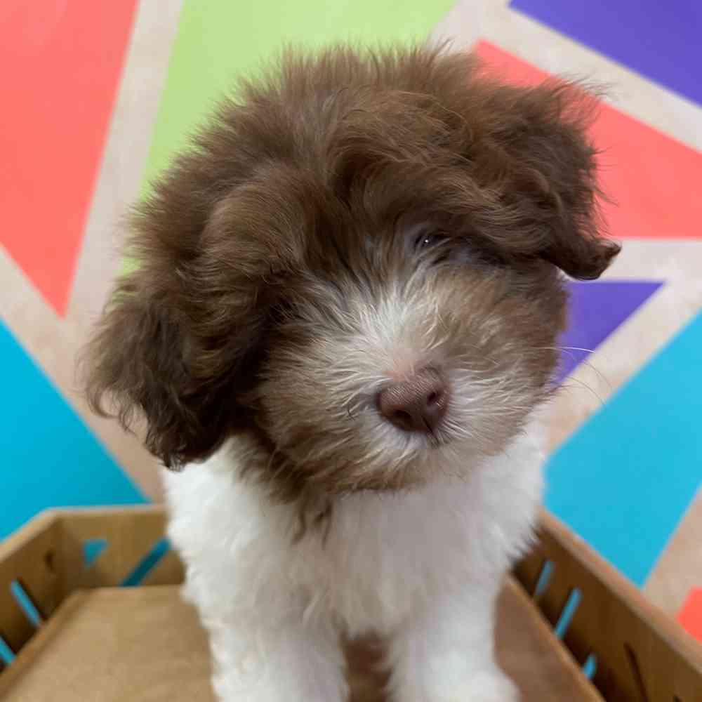 Image of a pet breed in the gallery
