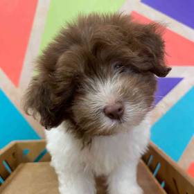 Havanese