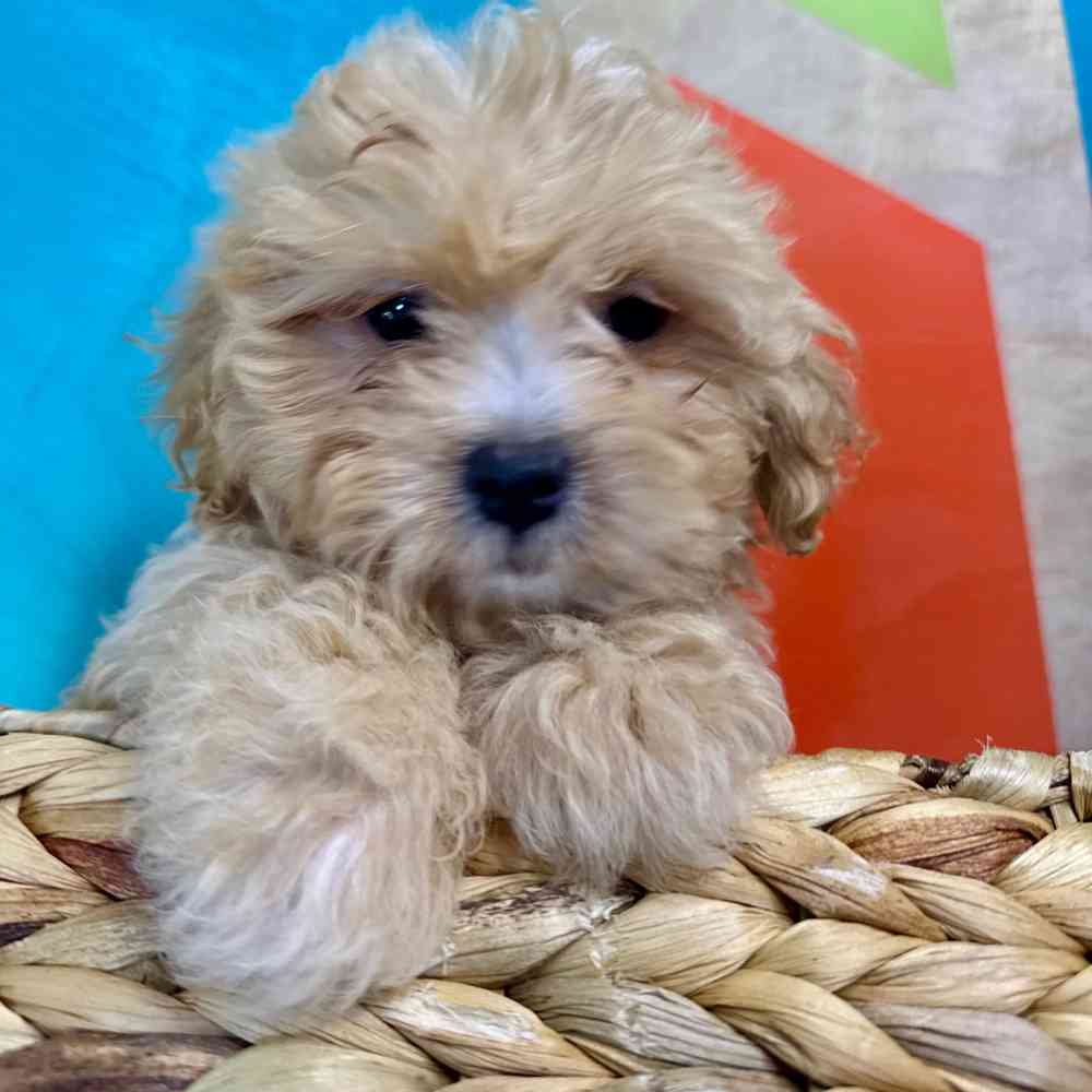 pet breed image