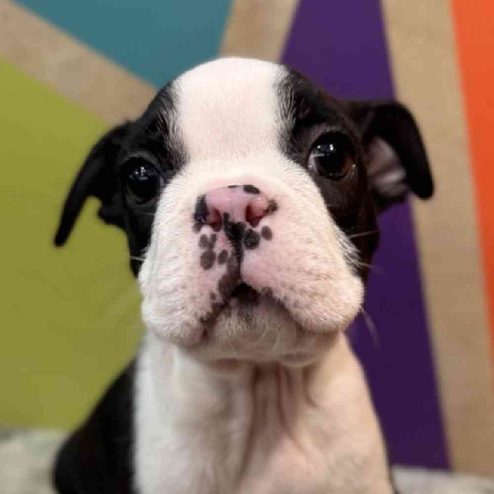 carousel pet images