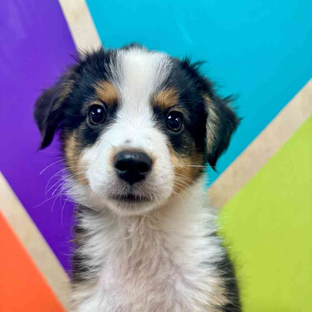 pet breed image