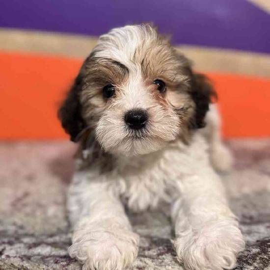 Tucker
