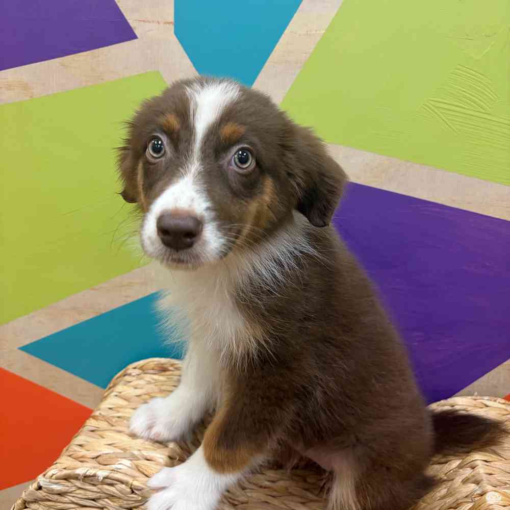 carousel pet images